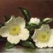 Two Cherokee Rose Blossoms on a Table